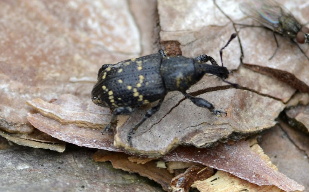 Hylobius abietis -...quasi: Hylobius excavatus